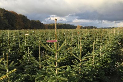 Ein „echter Weihnachtsbaum“ gehört bei vielen Familien einfach zu einem schönen Fest (Symbolfoto).