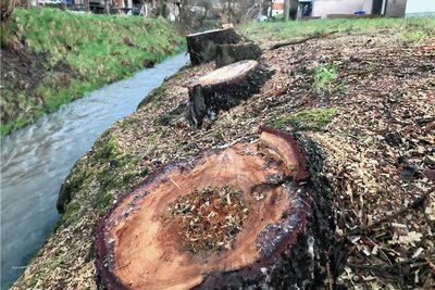 Am Münzbach in Freiberg sind im Bereich Försterberg mehrere Bäume gefällt worden. 