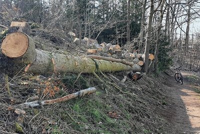 Die Wälder sind auch an der Talsperre Pöhl ziemlich zerzaust. Wie hier am Wanderweg von Altensalz in Richtung Campingplatz Gunzenberg warten umgestürzte Bäume auf ihren Abtransport. 