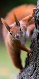 Eichhörnchen knabbern bis zu 600 Triebspitzen am Tag. 