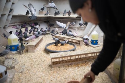 Unter anderem in Berlin gibt es bereits Taubenhäuser. Dort werden die Tiere zentral versorgt, kann die Population kontrolliert werden. Auch Vogtländer fordern das.