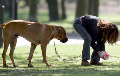 So ist's richtig: Der Hund macht hin, Frauchen macht's weg.