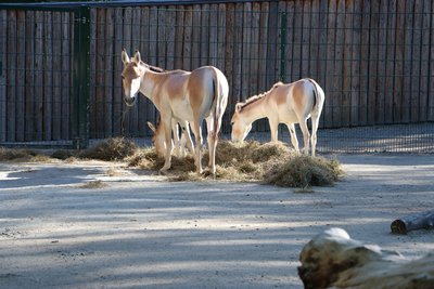 Auch für die Kulane im Tierpark Chemnitz neigt sich das Futter dem Ende entgegen.