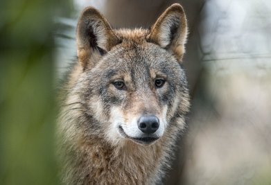 Symbolbild eines Wolfs