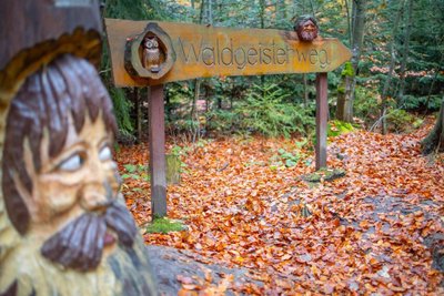 Der Waldgeisterweg führt über etwa 3,5 Kilometer durch den Greifensteinwald.