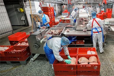 Mitarbeiter verpacken im Schlachthof Belgern Fleisch. Der Betrieb in Nordsachsen ist relativ klein. Die Studie empfiehlt einen Ausbau. 
