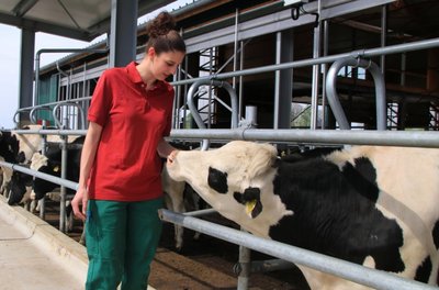 Annemarie Flach ist in der Agrargenossenschaft Rotschau für das Jungvieh zuständig. Wie man sieht, mögen die Tiere die junge Frau. 