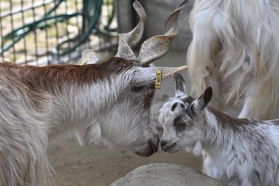 Mini-Ziege im Amerika-Tierpark.