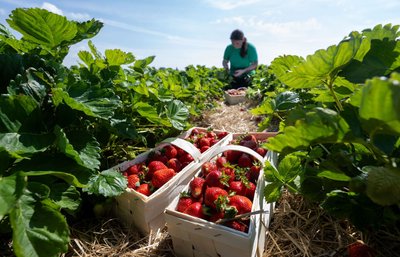 Rund ein Viertel der Saisonarbeiter in der sächsischen Landwirtschaft kommt aus dem Ausland. (Archivbild)