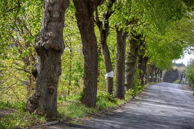 Lange wurde über die Zukunft der Lindenallee an der Plauenschen Straße in Jößnitz diskutiert. Nun rückt die Straßensanierung näher.