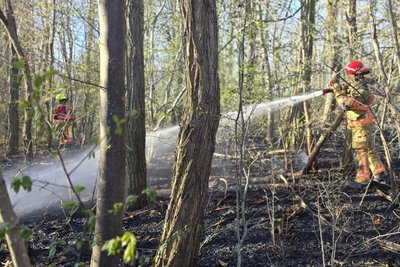 Auf einer Fläche von 200 mal 200 Metern war der Waldboden in Brand geraten.