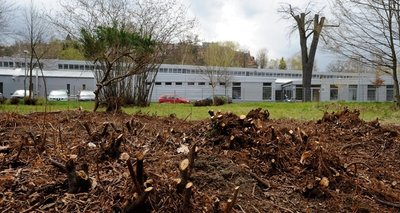 Frischer Gehölzschnitt in der Grünanlage am Robert-Georgi-Weg in Mylau