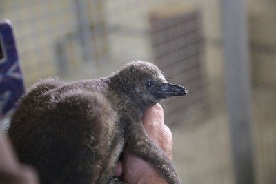 Das Küken bringt 13 Tag, nachdem es geschlüpft ist, bereits 1077 Gramm auf die Waage. 
