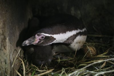Die Pinguin-Mutter in der Bruthöhle. 