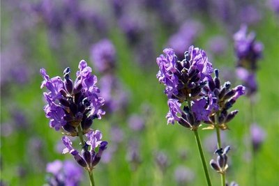 Lavendel: Insektennahrung. 
