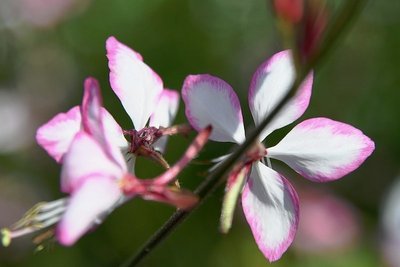 Prachtkerze: mag trockene Böden und ist dekorativ.