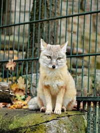 Ein Steppenfuchs schaute neugierig auf die Besucher.