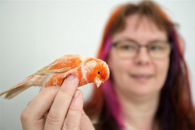 Sindy Gerlach mit ihrem Kanarienvogel Paul. Geschlüpft ist er im Mai dieses Jahres.