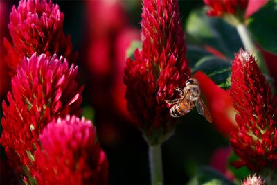 Bienen mögen die Blüten des Inkarnat-Klees.