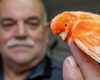 Rüdiger Partzsch steuert zur Ausstellung unter anderem Kanarienvögel bei. 