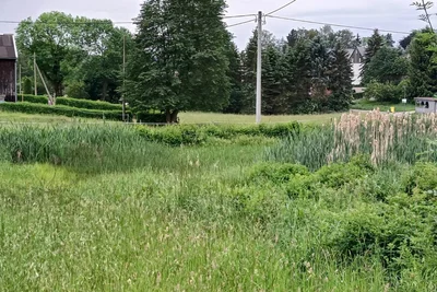 Ein Problem bei der Wasserentnahme sind verlandeteTeiche, hier in Waldkirchen an der Irfersgrüner Straße.