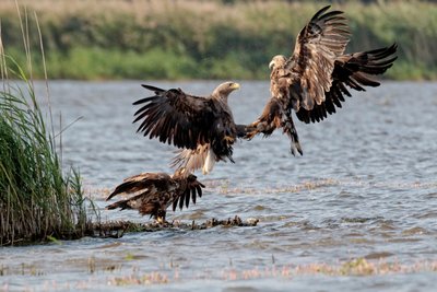 Seeadler-Familie in Action: Für solche Bilder braucht es eine gute Optik und sehr viel Geduld.