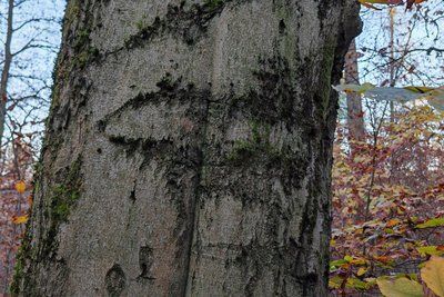 Vor 25 Jahren ging mit diesem eher misslungenen „Skarabäus“ im Poppenwald die Diskussion um die Käfersymbole im Erzgebirge los. Die Einritzung könnte auch natürlichen Ursprungs sein.