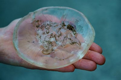 Ein Mann hält am Ufer der Kieler Förde eine Qualle in der Hand. Das Vorkommen von Quallen am Ostseestrand nimmt zu, Forscher arbeiten an einer Vorhersage-App für das Quallen-Vorkommen. 