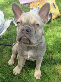 Eine junge französische Bulldogge ist am Montag der Grund für einen handgreiflichen Konflikt am Untreusee bei der Stadt Hof gewesen.