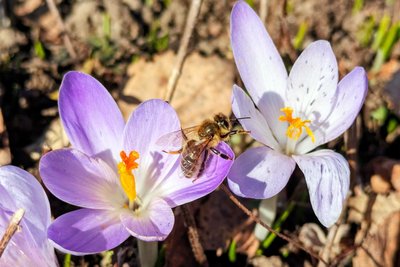 Neben vielen Besuchern lockt die aktuelle Krokusblüte in Schlößchen natürlich auch viele Bienen an.