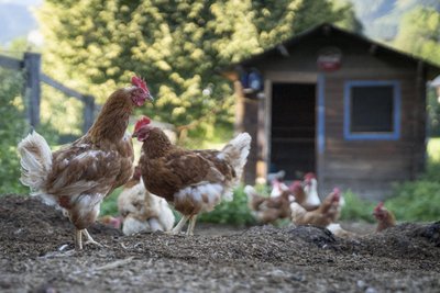 Am Samstag ist jede Menge los auf dem Bauernhof Nestler in Rittersgrün.