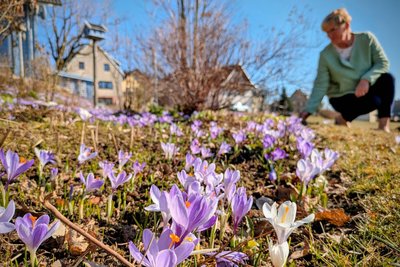Laut Evelin Kempe nimmt die Zahl der Krokusse in den Gärten von Schlößchen zu.