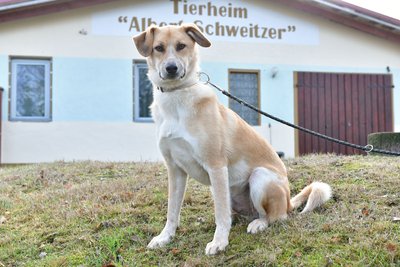 Quentin ist gerade 18 Monate alt und braucht neue Hüftgelenke. Um ihn vermitteln zu können, sammelt das Tierheim Spenden.