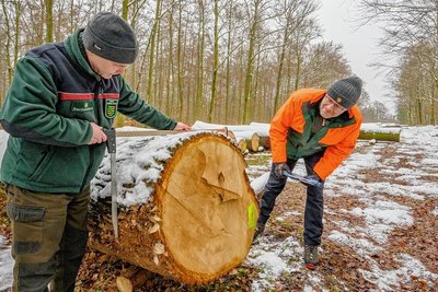 Markus Biernath (links), Leiter des Forstbezirks Dresden, und Hendrik Scholz, bei Sachsenforst für den Holzverkauf zuständig, begutachten die Super-Eiche. 