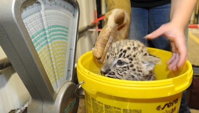 Leopardenjunge 