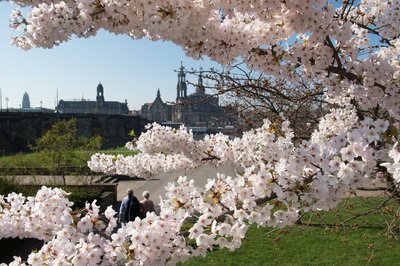 Zierbaumblüte an der Elbe in Dresden. Sachsenweit wurden am 1. April neue Rekordwerte bei den Temperaturen erreicht.