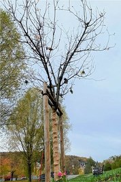 Nachher: Die Zierkirsche von der Angergasse an ihrem neuen Standort im Angerviertel. Von dort aus hat Renate Kotter meist ihre Spaziergänge durch Reichenbachs grüne Lunge begonnen. 