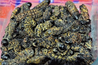 Raupen, zuerst ausgenommen, dann getrocknet und gekocht – ein beliebter Eiweißlieferant in Zimbabwe.