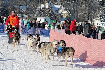 Am Wochenende sind endlich wieder die Schlittenhunde in Nassau los. 60 Starter sind gemeldet und zwischen 300 und 400 Hunde werden erwartet. 
