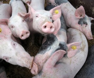 Damit die Afrikanische Schweinepest, die für Schweine meist tödlich endet, nicht in die Produktionsbetriebe eingetragen wird, sind enorme Sicherheitsvorkehrungen notwendig. 