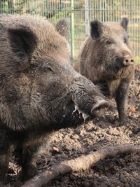 Wildschweine übertragen das gefährliche Virus. 