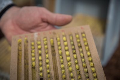 Eine der Nisthilfen am Grünen Pfad, die auch Rückschlüsse auf die Insektenpopulation ermöglicht.