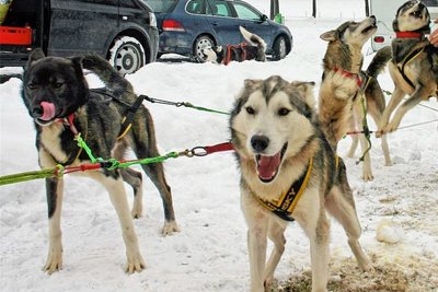 Ungeduldig erwarten die Schlittenhunde ihren Start. 