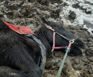 Das Pferd kam von allein nicht mehr hoch, dem Tier geht es wieder gut.