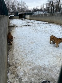 So hausen die jungen Tiger im "Zoo" von Craiova.