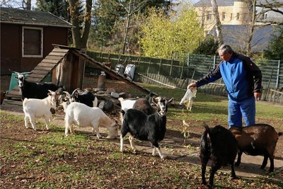 Bauhofmitarbeiter Holger Rosemann kümmert sich um die Tiere im Gehege. Hier füttert er die munteren Zwergziegen. 