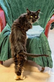 Auch die Norwegische Waldkatze Asrael lebt derzeit im Tierheim.