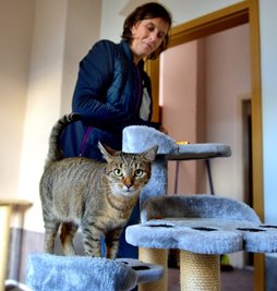 Das ist Katze Leyla beim Tierschutzverein in Frankenberg. Für sie und ihre Zwillingsschwester Tinka wird eine neue Familie gesucht. 