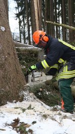 Philipp Beine setzt die Kettensäge an einem Baumstamm an.