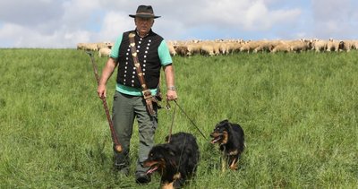Steffen Skiba aus Waldenburg mit seinen Altdeutschen Hütehunden. Der Schäfer setzt sich dafür ein, dass die Zucht der Rasse fortgesetzt wird. 